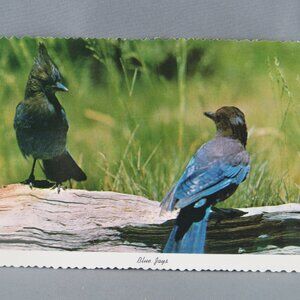 Vintage Postcard - Blue Jays Yosemite Park California - Western Publishing